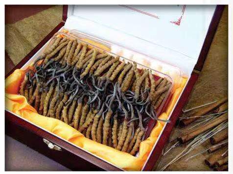 阜龙乡冬虫夏草回收